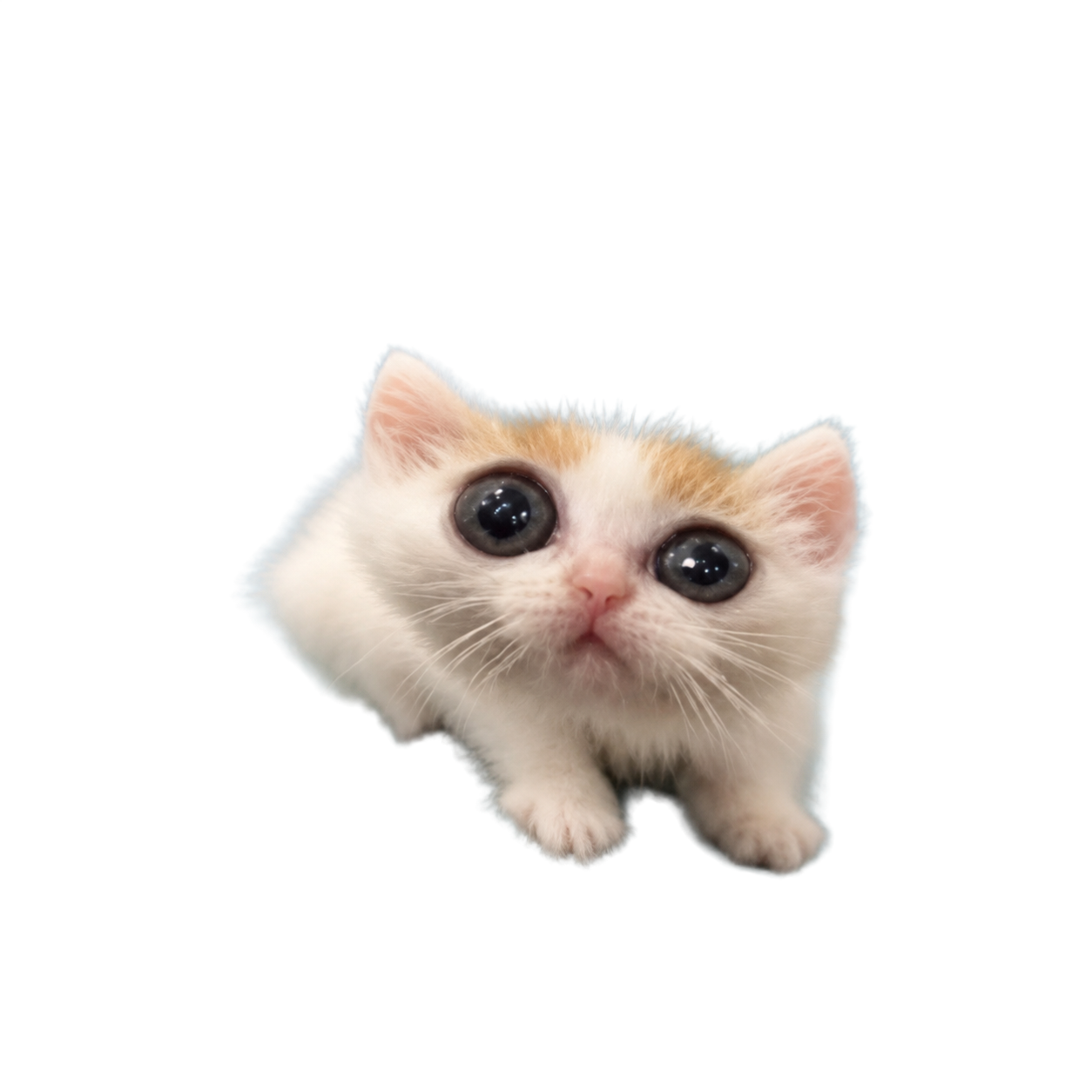 Oops Cat